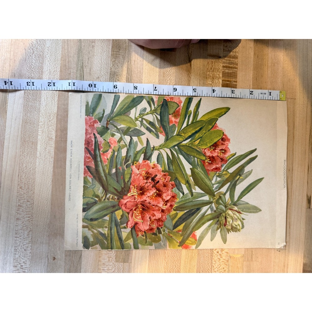 Vintage Rhododendron Botanical Lithograph Print Von Colmet-Daage German Art 10x7